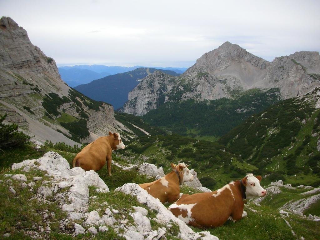 Alpotel Dolomiten Molveno Exteriér fotografie